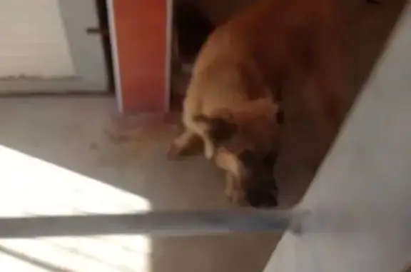 Perro Perdido en Calle Río Muni, Cartagena