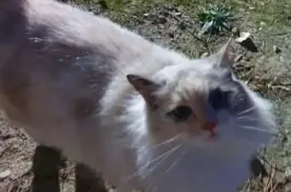 Chat Angora perdu à Montpellier - photo