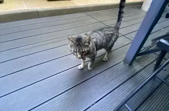 Chat trouvé Metz, photo: Jeune chat amical trouvé à Metz