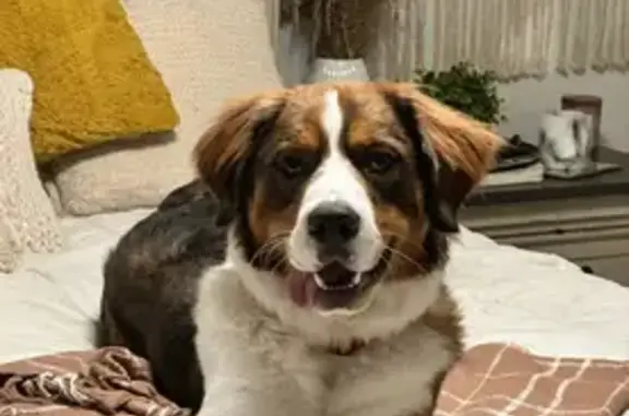 Help Find Indi: Lost Red Merle Mix