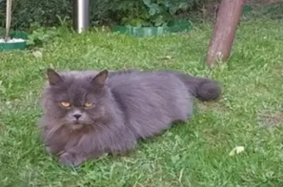 Animaux perdus Pierrefitte-sur-Seine, photo: Chat perdu Rue Jules Chatenay, Pierrefitte
