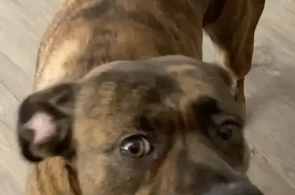 Help Find Our Beloved Brindle Pit Mix