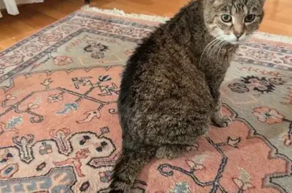 Chatte âgée Kashemere perdue à Strasbourg - photo