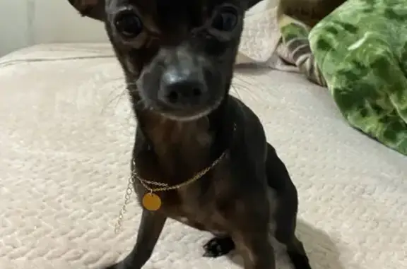 Perdido Chihuahua Negro en Phoenix