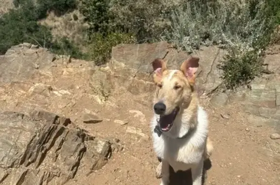Lost Dog: Sweet Sable & White on Main St