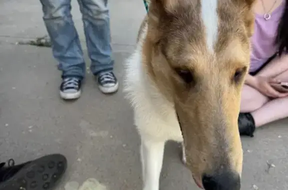 Lost Smooth Collie on North Main St!