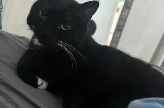Lost pets Hampton, photo: Lost Tuxedo Cat on Semple Farm Rd