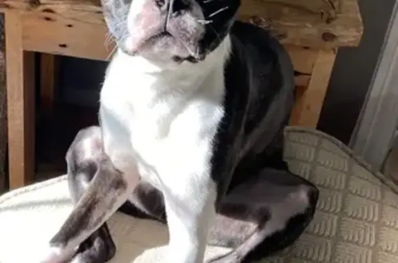 Lost Boston Terrier on Lynwood Rd