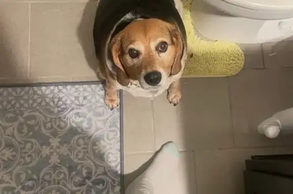 Lost Beagle: Boone Missing in Remote Area