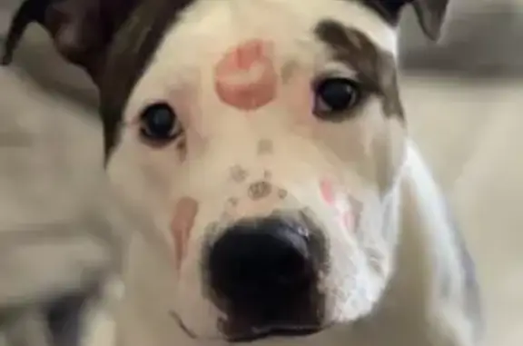 Lost Pitbull: White & Brindle in Benson