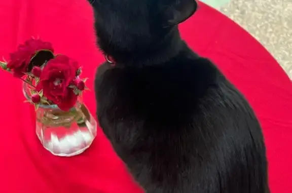 Missing cat Gold River, photo: Lost Friendly Black Cat in Gold River