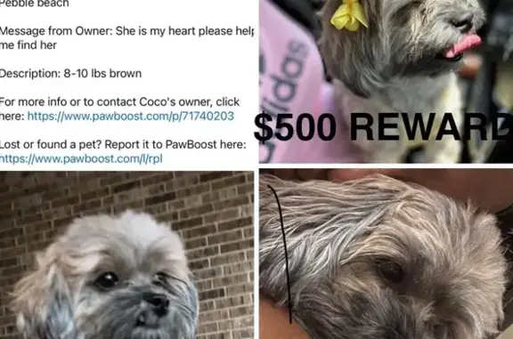 Lost Dog: White/Brown, Long Eyelashes