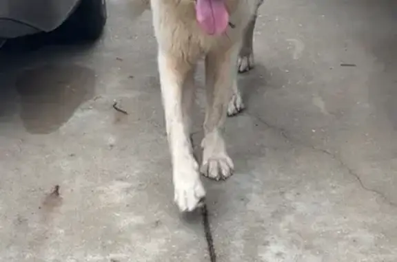 Lost Dogs: Golden Retriever & Mixed Breed