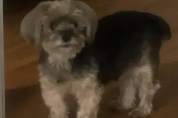 Lost pets , photo: Lost Yorkie: Mya on Dumont Ave