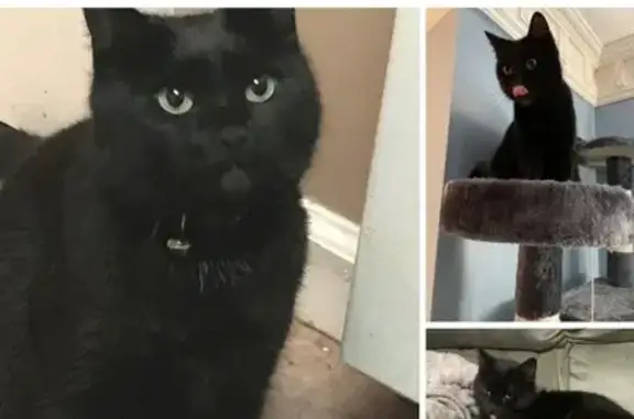 Lost Black Cat: Green Eyes, Denise Dr.