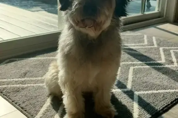 Lost Dog: Blonde & Black in Isle, MN