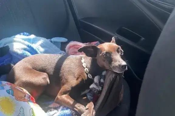 cachorro desaparecida