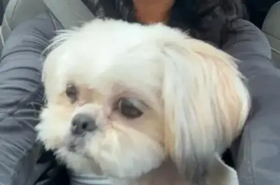 Lost Dog: Pink Collar, Sherwood Area