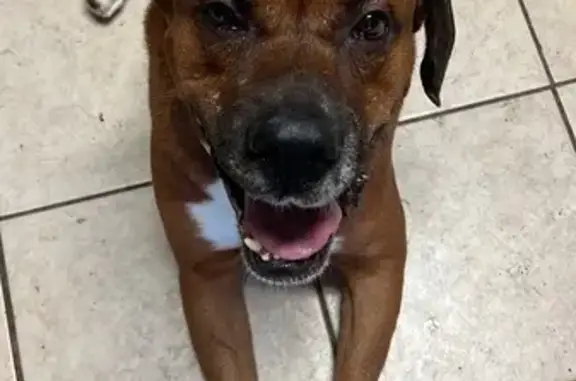 Lost Dog: Chipped Tooth & Scar Found