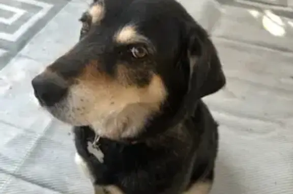 Lost Dog: Black/Tan/White, Pink Collar