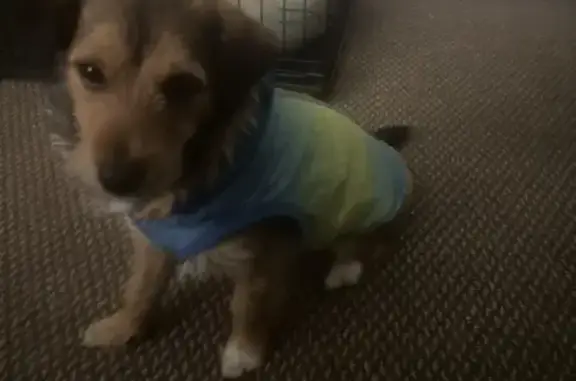 Missing dog Louisville, photo: Lost Dog: White Paw, Purple Collar