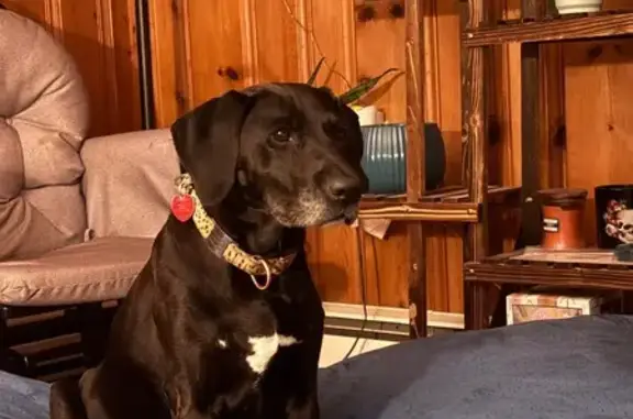 Lost Black Lab: Timid, Curious, Spotted