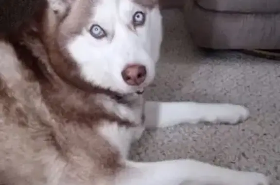 Lost: Friendly Red & White Husky, Blair Rd