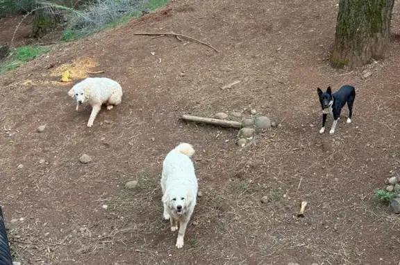 Lost: 2 White Great Pyrenees on Burma Rd