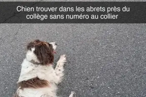 Chien trouvé , photo: Chien trouvé devant collège Les Abrets
