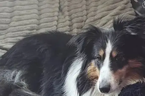 Lost Sheltie: Black & White, Kansas City