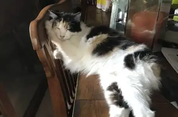 Lost pets Vista, photo: Lost Calico Cat Ripley in Vista Area