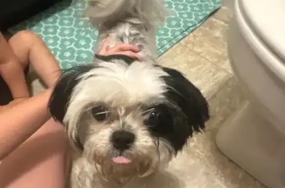 Found pets Columbus, photo: Found: Black & White Dog in Columbus