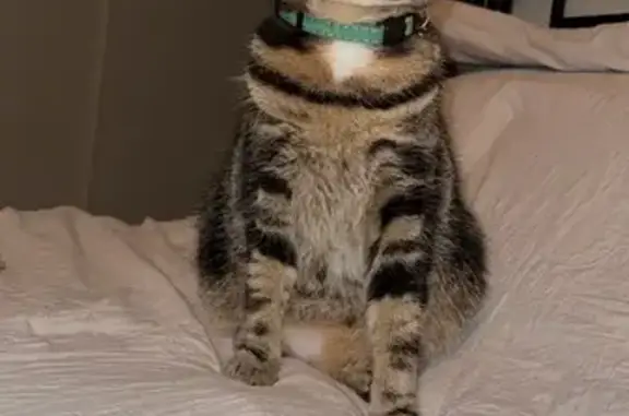 Lost Tabby Cat with Pink Bow on Duff Rd