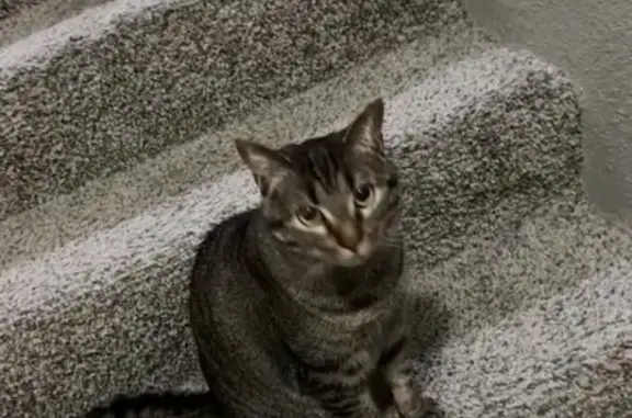 Lost Tabby: Shy, Friendly, Loves Bells