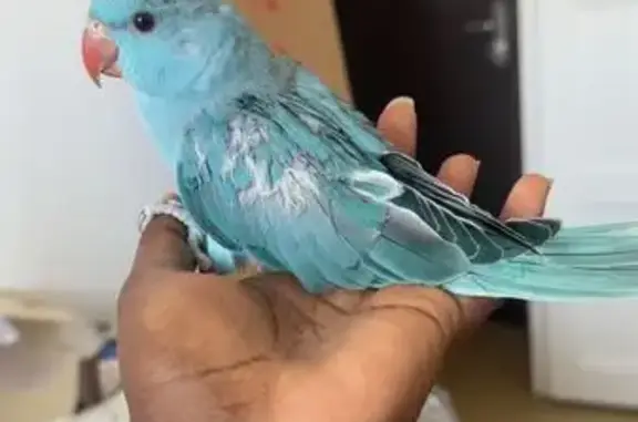 Animaux perdus Lyon, photo: Perdu : Perruche bleue baguée, Lyon