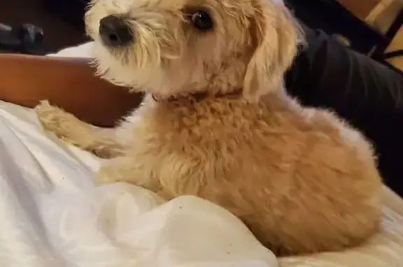 Lost Dog in Mallard Creek on 7/4
