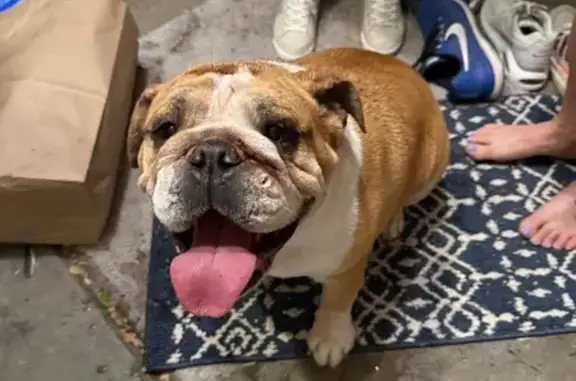 Found pets Denver, photo: Friendly Found Dog in Deephaven Court