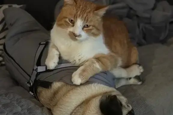 Chat roux et blanc perdu à Gourdan-Polignan - photo