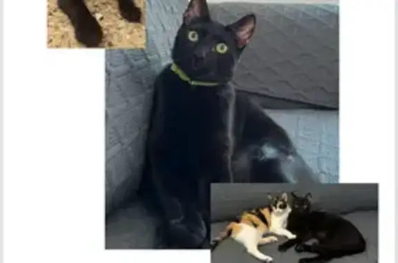 Se busca: Gato con collar verd...