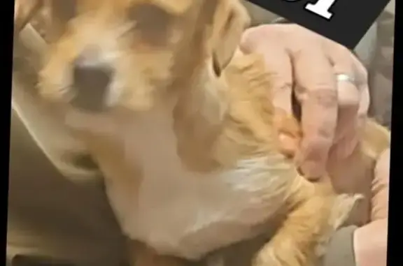 Lost Dog: Bowed Legs & Red Collar