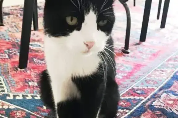 Chat perdu : Félix, noir et blanc, 13 ans - photo