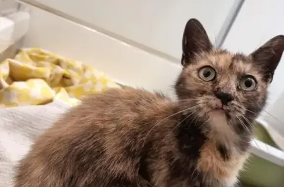 Chat trouvé , photo: Chat écaille maigre trouvé à Angers