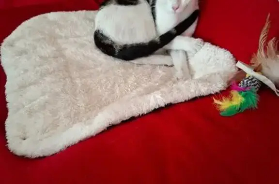 Chat trouvé Montluçon, photo: Chat noir et blanc joueur trouvé à Montluçon