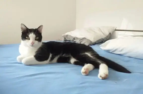 Animaux perdus Le Fauga, photo: Chat perdu : noir/blanc, moyen, Binagret 25
