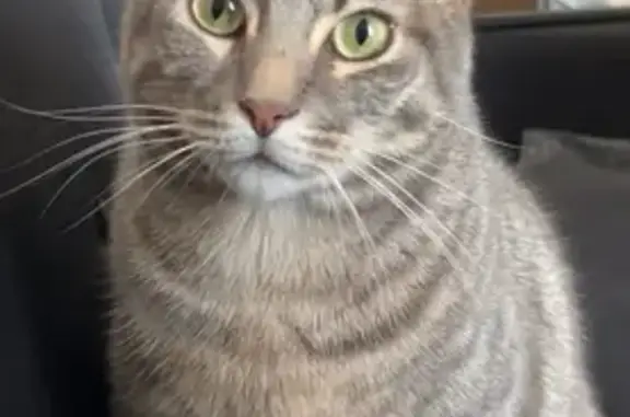Animaux perdus Saint-Savournin, photo: Chat peureux perdu à Saint-Savournin