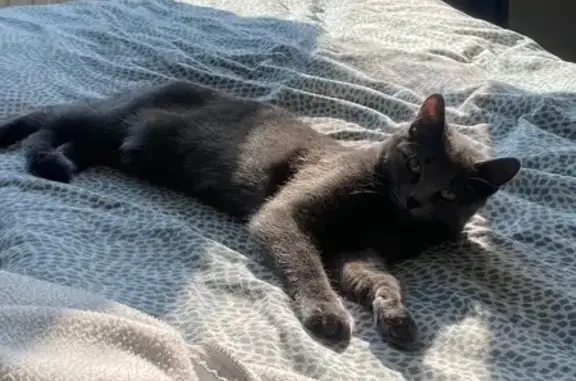Chat perdu, Lille, photo: Chatte grise perdue à Lille, pucée/tatouée