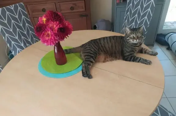 Chat perdu, , photo: Chatte tigrée perdue à Espinasse-Vozelle
