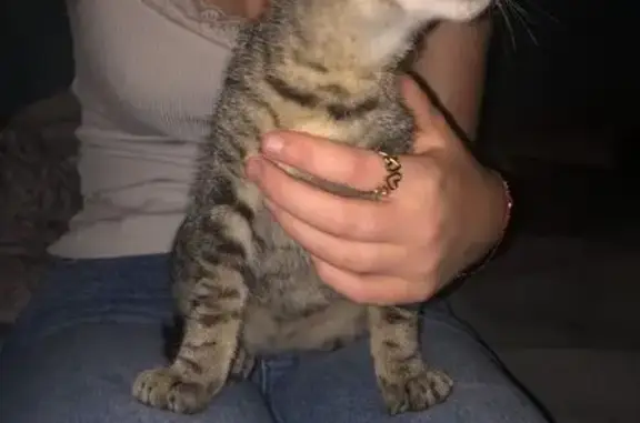 Animaux trouvés , photo: Chaton tigré gris trouvé à Castelfranc
