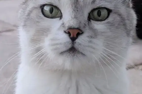 Chat sociable gris et blanc trouvé à Hayange - photo