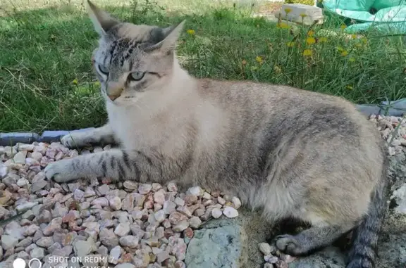 Chat perdu, craintif, Rue des Tonneliers - photo